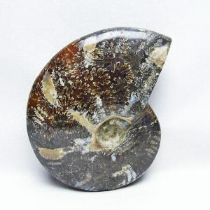 アンモナイト 化石 t723-1655 : 誠安天然石専門店 - 通販 - Yahoo