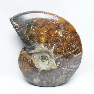 66.1Kg アンモナイト 化石 同梱不可 特大品 t726-1004 : 誠安天然石