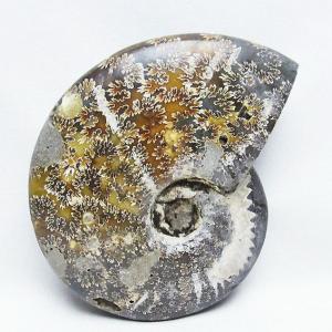 虹入り アンモナイト 化石 t485-3000 : 誠安天然石専門店 - 通販