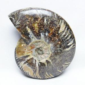 虹入り アンモナイト 化石 t485-3000 : 誠安天然石専門店 - 通販