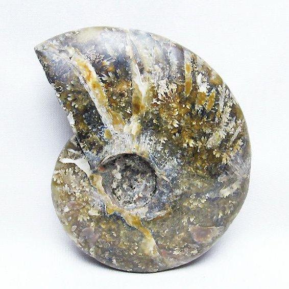 アンモナイト 化石 t723-1648