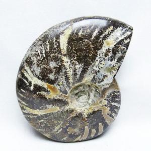 虹入り アンモナイト 化石 t485-3000 : 誠安天然石専門店 - 通販