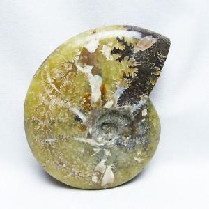 虹入り アンモナイト 化石 t485-3000 : 誠安天然石専門店 - 通販