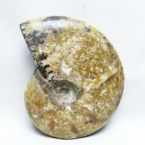 アンモナイト 化石 t723-1593 : 誠安天然石専門店 - 通販 - Yahoo