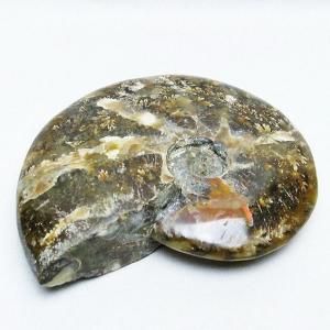 【レア】 標本 タツノオトシゴ オウムガイ オウム貝 ヒレシャコガイ ホネガイ いきもん NTC MONO+ オオウミウマ