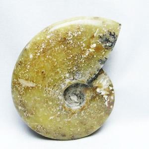 虹入り アンモナイト 化石 t485-3000 : 誠安天然石専門店 - 通販