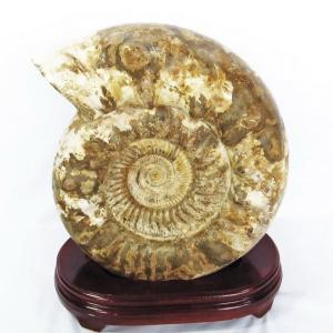 ドウビレイセラスアンモナイト ディフェンス完璧！見事な棘を有するマダガスカル産のアンモナイト