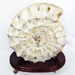 虹入り アンモナイト 化石 t570-4882 : 誠安天然石専門店 - 通販