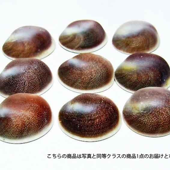 2kg詰め込みお得セット フォッシルシェル 貝 化石  置物 《rv》 パワーストーン 天然石 t8...