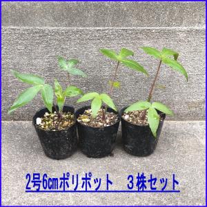 ヒュウガトウキ苗（日向当帰/日本山人参）ポット2号(6cm)