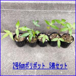 ヒュウガトウキ苗（日向当帰/日本山人参）ポット2号(6cm)