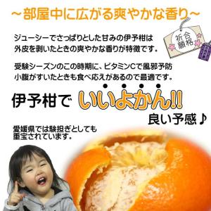 豊作特価!! 訳あり 愛媛いよかん 約10kg...の詳細画像3