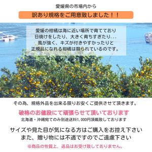 豊作特価!! 訳あり 愛媛いよかん 約10kg...の詳細画像4