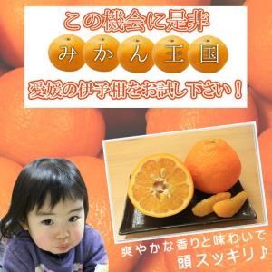 豊作特価!! 訳あり 愛媛いよかん 約10kg...の詳細画像5