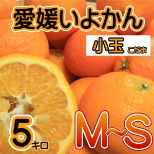 2月上旬以降発送開始予定　訳あり　小玉愛媛いよかん 約5kg