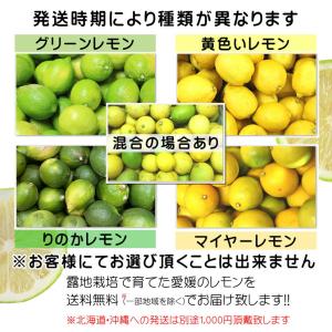 訳あり レモン 国産 約2kg +200g補償...の詳細画像3