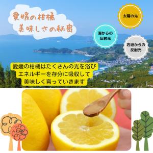 訳あり 河内晩柑 約10kg +補償500g ...の詳細画像1