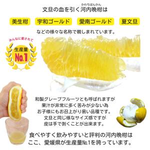 訳あり 河内晩柑 約10kg +補償500g ...の詳細画像2