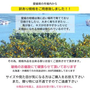 訳あり 河内晩柑 約10kg +補償500g ...の詳細画像3