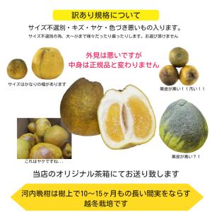 訳あり 河内晩柑 約10kg +補償500g ...の詳細画像4