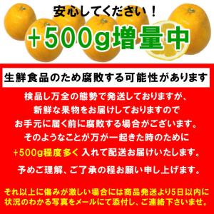 訳あり 河内晩柑 約10kg +補償500g ...の詳細画像5