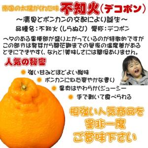 爆買い 訳あり しらぬひ(デコみかん) 約10...の詳細画像1