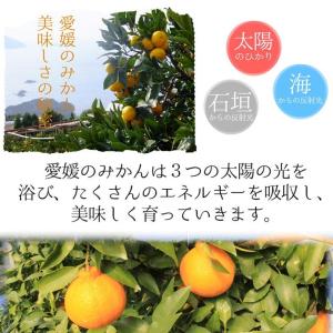 爆買い 訳あり しらぬひ(デコみかん) 約10...の詳細画像3