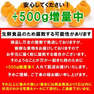 爆買い 訳あり しらぬひ(デコみかん) 約10...の詳細画像4