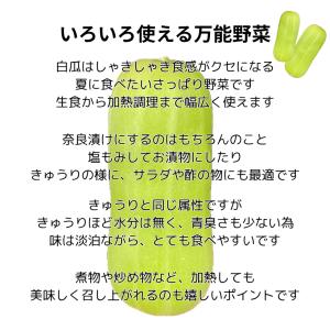 訳あり 白瓜 しろうり 約5kg 愛媛県産 奈...の詳細画像1