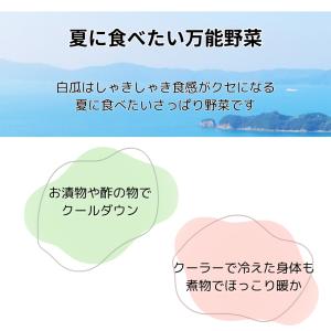 訳あり 白瓜 しろうり 約5kg 愛媛県産 奈...の詳細画像2