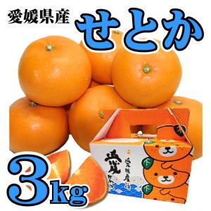 せとか 3kg 愛媛県産 みきゃん箱