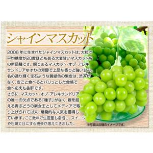 ぶどう 約1.2kg(2房) シャインマスカッ...の詳細画像3