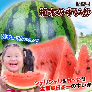 スイカ 1玉 植木のすいか 熊本産 送料無料 食品の詳細画像2