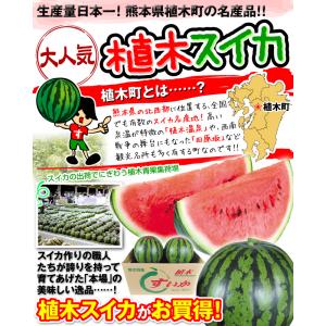 スイカ 1玉 植木のすいか 熊本産 送料無料 食品の詳細画像3