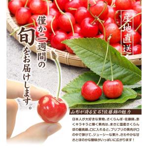 さくらんぼ 800g 佐藤錦 ご家庭用 山形産...の詳細画像4