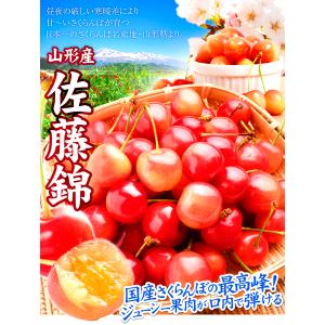 さくらんぼ 800g 佐藤錦 ご家庭用 山形産...の詳細画像2