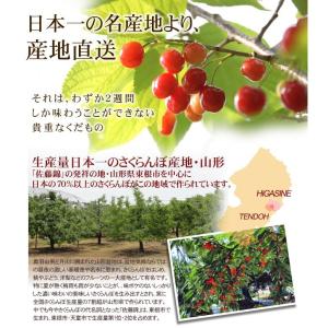 さくらんぼ 800g 佐藤錦 ご家庭用 山形産...の詳細画像5