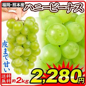 ぶどう 福岡・熊本産 ハニービーナス 約2kg（3〜8房） ご家庭用 国華園