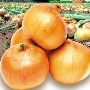 玉ねぎ 大 熊本産 たまねぎ 10kg  食品