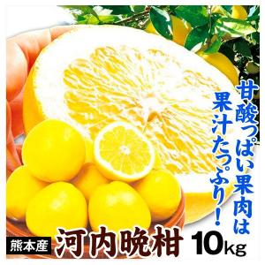 みかん 10kg 河内晩柑 熊本産 大特価 送料無料 食品