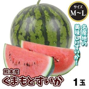すいか 1玉 M〜Lサイズ 熊本産 くまもとすいか 約5〜6kg