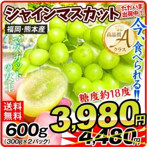 ぶどう (ただいま出荷中) 約600g 福岡・熊本産 シャインマスカット 秀品 A品 送料無料 約300g×2パック 2022年初物 葡萄 種無し 皮ごとOK 大粒 国華園