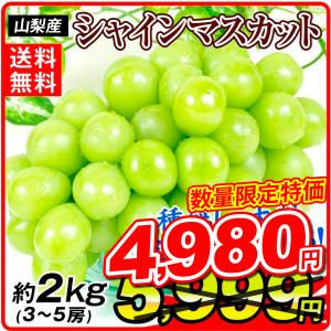 シャインマスカットぶどう 数量限定大特価 約2kg 山梨産 【2022年夏発送】 ご家庭用 送料無料 種無し 皮ごとOK 大粒 葡萄 国華園