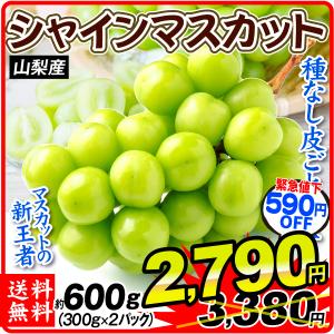 ぶどう シャインマスカット 約600g 山梨産 ご家庭用 送料無料 約300g×2パック 葡萄 種無し 皮ごとOK 大粒 国華園｜seikaokoku