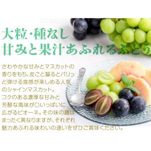 ぶどう 贈答用 シャインマスカット&種なしピオ...の詳細画像3