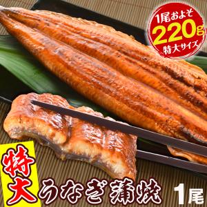 うなぎ 鰻 特大うなぎ蒲焼 一本物 1尾1組 ニホンウナギ