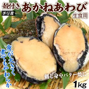 あわび 約1kg 殻付き 生食可能 あかねあわび 大粒 刺身 アワビ チリ産 送料無料 冷凍便｜seikaokoku