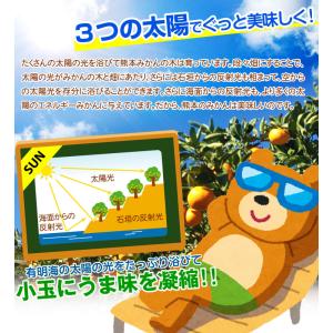 みかん 10kg 極早生 こぐまみかん 熊本産...の詳細画像3