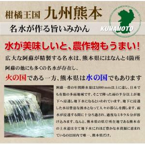 みかん 10kg 極早生 こぐまみかん 熊本産...の詳細画像4