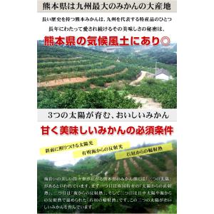 みかん 10kg 極早生 こぐまみかん 熊本産...の詳細画像5